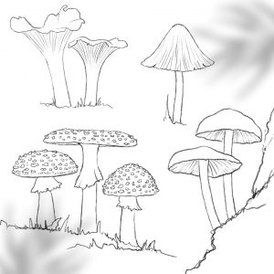 Pilze zeichnen (inkl. Live-Aufzeichnung) [Digital]