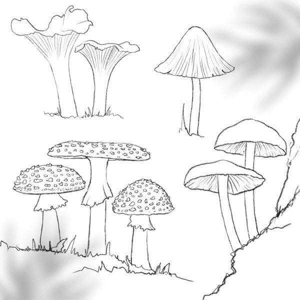 Pilze zeichnen (inkl. Live-Aufzeichnung) [Digital]